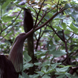 A large tropical flower with a dark purple hood among green foliage.